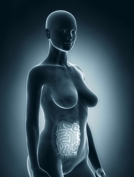 Рентген женского кишечника
 - Фото, изображение