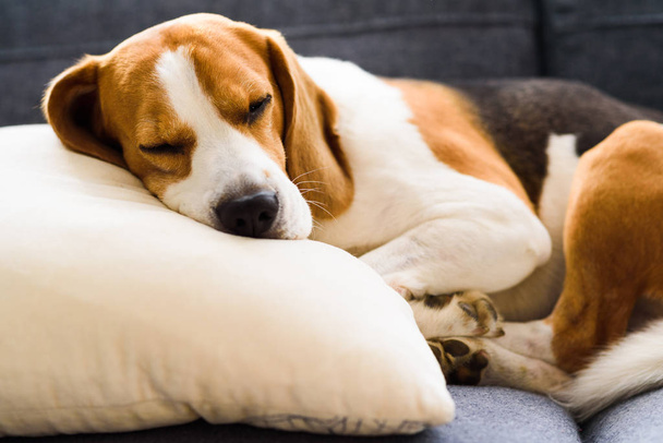 Αστείο σκυλί Beagle κουρασμένος κοιμάται στο μαξιλάρι στον καναπέ. Έννοια επίπλων για ζώα συντροφιάς. - Φωτογραφία, εικόνα