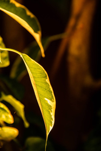 Közelkép a Gumifa leveléről az üvegházban. Victoria Bc Kanada - Fotó, kép