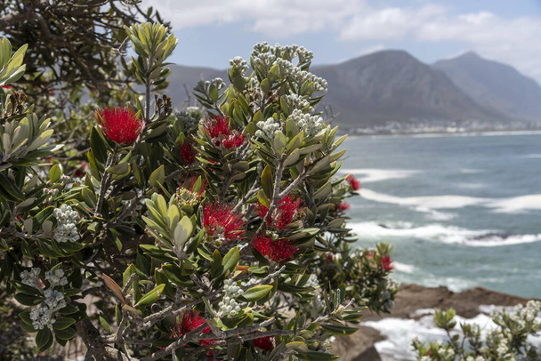 Hermanus, Western Cape, South Africa. December 2019. A Pohutukawa with red flowers on the coast of the Indian Ocean at Hermanus a popular South African resort. - Photo, Image