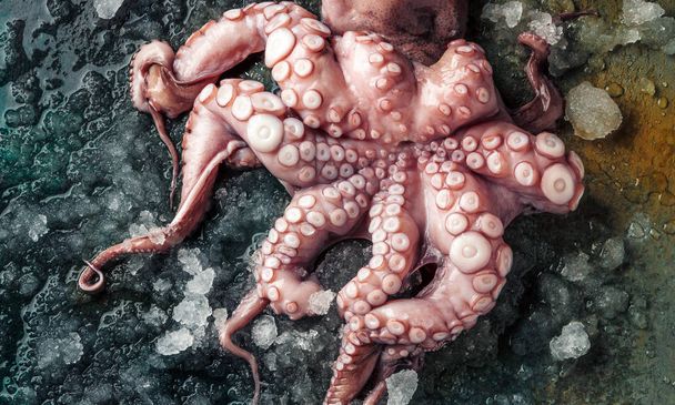 top view of fresh octopus with ice on grey background  - Foto, Bild