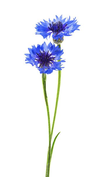 Two blue flowers of a cornflower, isolated on a white background. Selective focus - Fotoğraf, Görsel