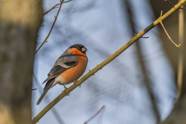 bullfinch is sitting on a branch - Photo, image