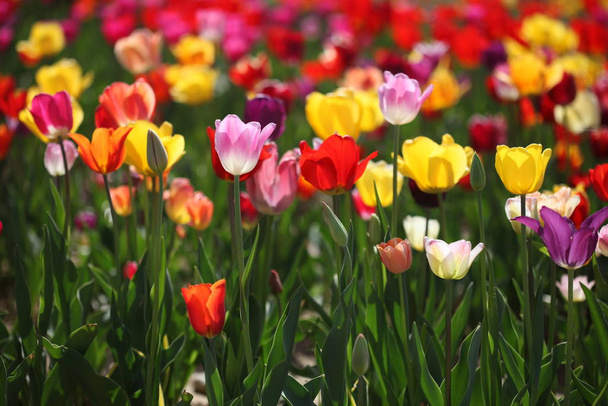 tulips flowers, flora in spring - Foto, afbeelding