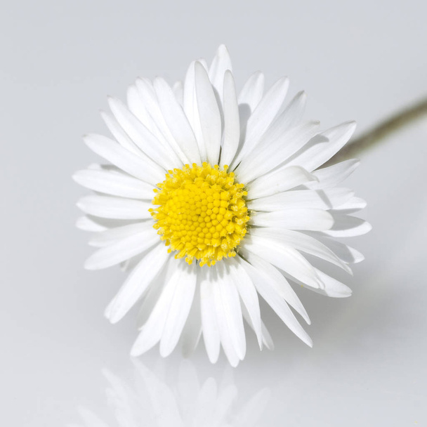daisies flowers, white flowers - 写真・画像