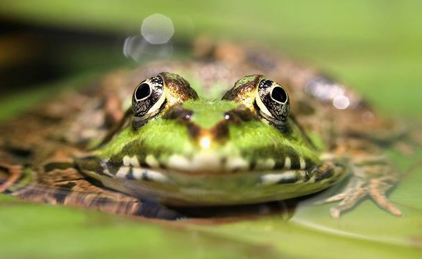amphibian animal, frog reptile - Photo, image