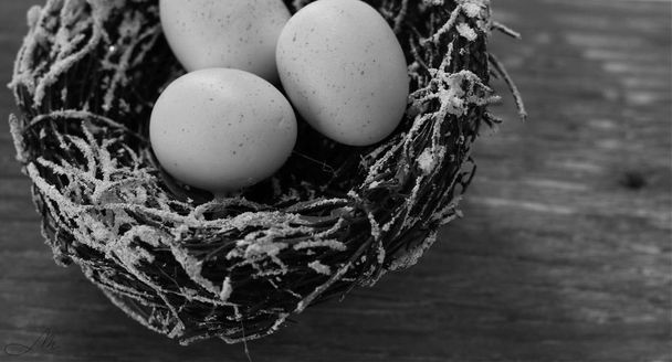 Μαύρο και άσπρο κοντινό πλάνο του τώρα καλύπτονται φωλιά πουλιών με τρία speckled αυγά σε ρουστίκ ξύλο. - Φωτογραφία, εικόνα