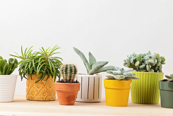 Collection of various succulents and plants in colored pots. Potted cactus and house plants against light wall. The stylish interior home garden - Zdjęcie, obraz