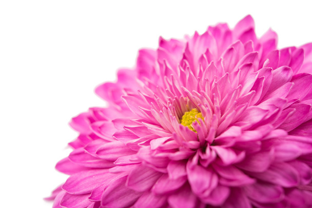 Rosafarbene Chrysantheme isoliert - Foto, Bild