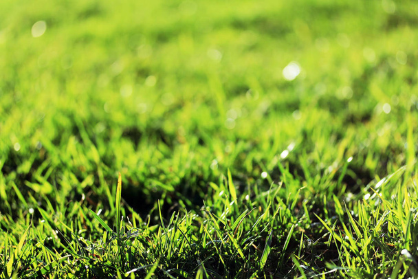 juicy green grass in the spring - Photo, Image
