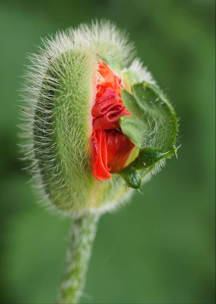 close-up view of beautiful wild poppy flowers - Foto, imagen