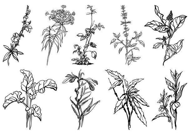 ハーブ、中国のクローブ、草原の花、植物、葉、ルバーブ、アマランジン、ネットワーク、バンドックの線形現実的なインク図面のコレクション。.. - ベクター画像