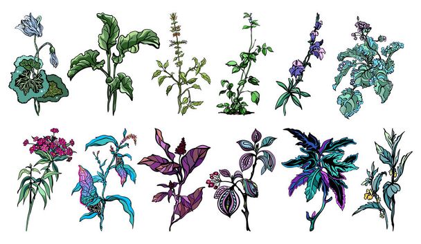 Collection of realistic drawings of herbs, chinese clove, meadow flowers, plants, leaves,, rhubarb, amaranthine, nettle, bundock; colorful, isolated, for custom print and design. - Vector, Image