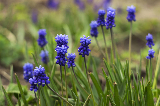 Muscari armeniacum, jacintos de uva azul es una planta bulbosa perenne. Patrón floral, hermosas flores de primavera en el macizo de flores, fondo borroso
 - Foto, Imagen