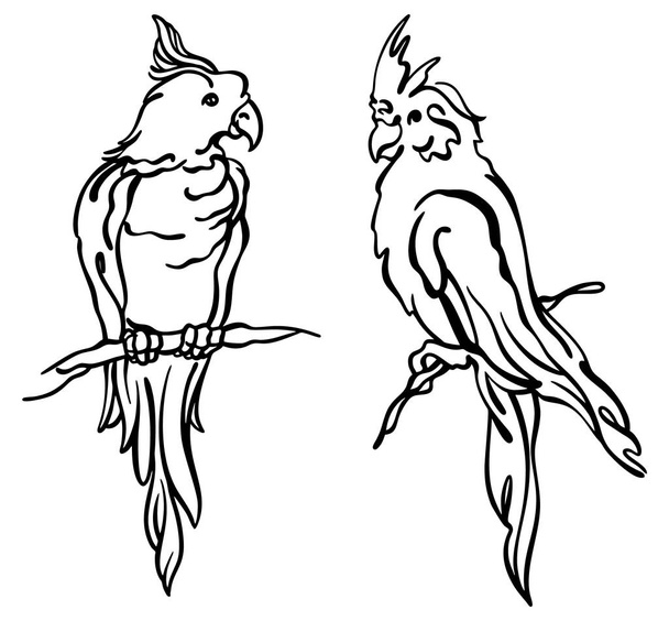 Ink drawing of two tropical cockatoo parrots, black and white, isolated, for custom print and logo design - Vector, Imagen