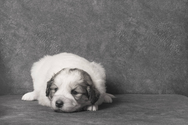 милый грустный щенок
 - Фото, изображение