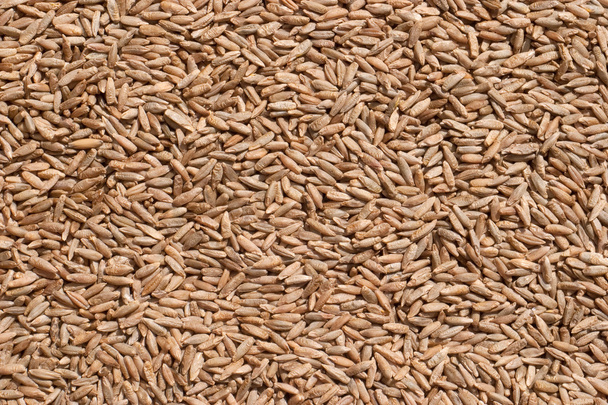 Seeds of rye closeup - Fotó, kép