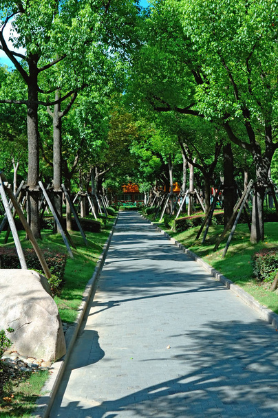 The row of trees along a path way in city park - Photo, image