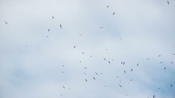 vlucht van een zwerm vogels - Video