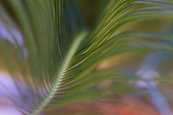 A close up blur of palm branch curving through the frame. - 写真・画像