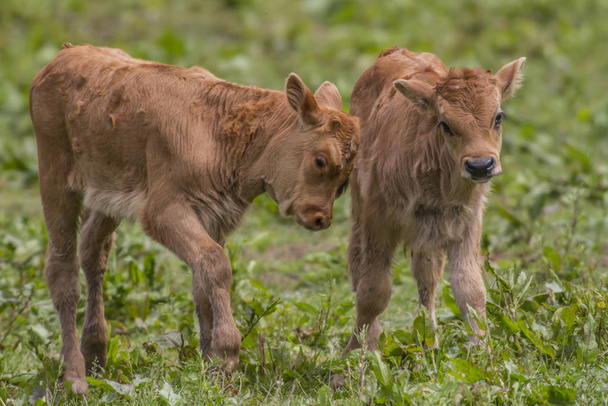 farm animal, heck cattle cow - Foto, immagini
