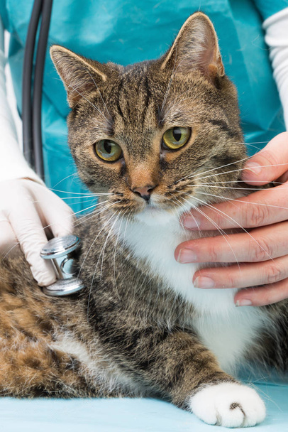veterinary with stethoscope holding a tiger cat an listen - Foto, imagen
