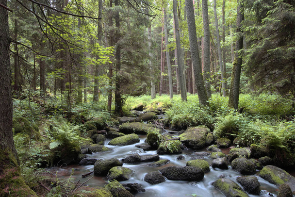 el torrente lerau en el bosque palatinado superior
 - Foto, Imagen