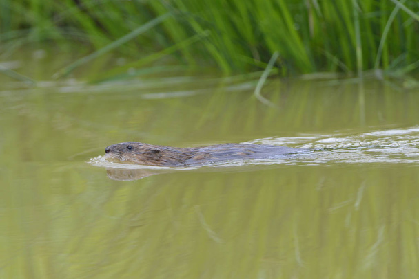 a crocodile in the water - Fotoğraf, Görsel