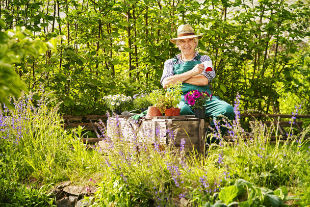garden and gardener with straw hat and cup in hand - Φωτογραφία, εικόνα