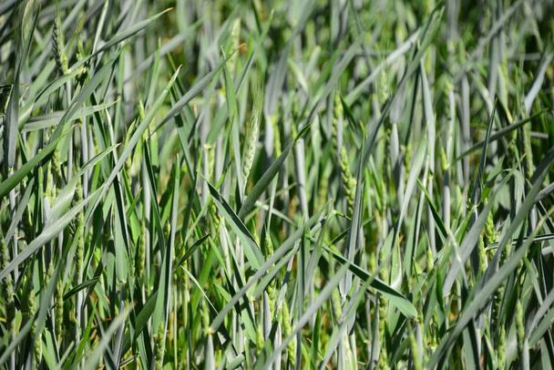 agriculture field with plants grass, meadow, farming flora - Fotografie, Obrázek