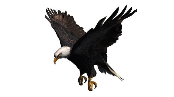 eagle - isolated on white background - Foto, immagini
