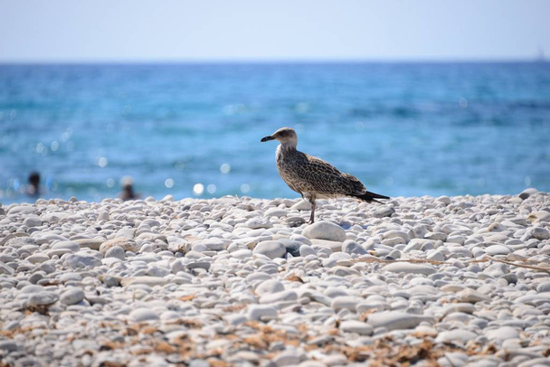 gulls the mediterranean in spain - Foto, Bild