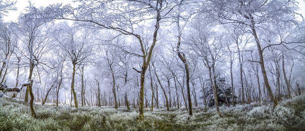 amazing and mysterious icy trees in a forest covered with ice and frost, all in white and fog - Photo, Image