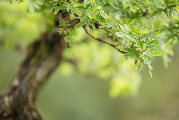 close bonsai tree five finger shrub (potentilla) - Foto, afbeelding