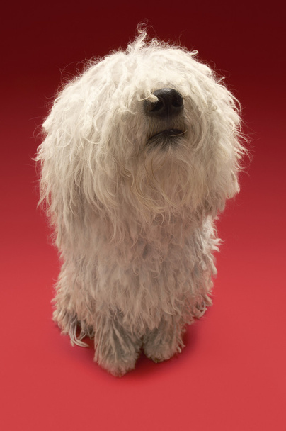 Cute Komondor dog - Фото, зображення