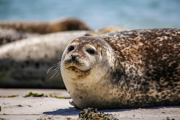 gray seal on the beach of heligoland - 写真・画像