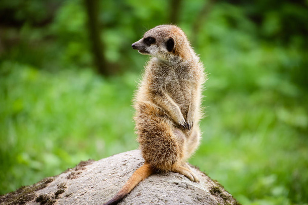 close-up of a meerkat (suricata suricatta) - Foto, Imagen