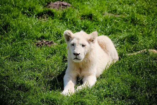 closeup of a white baby lion - Foto, afbeelding