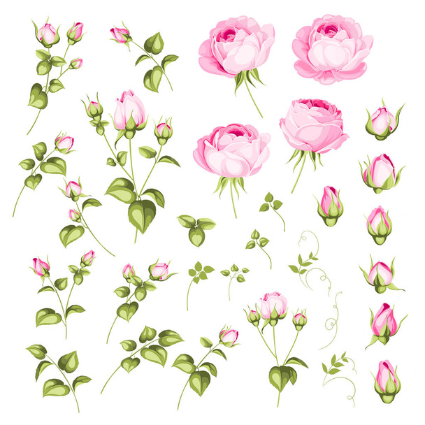 Rose bud collection. Elements of roses isolated on white background. Bouquet of roses. Flower isolated against white. Beautiful set of flowers. - Vector, Image