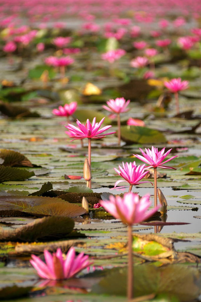 Udon Thani,Thailand-January 22, 2020:  Closeup of water lilies on Red Lotus Lake or Talay Bua Daeng in Udon Thani, Thailand - Fotó, kép