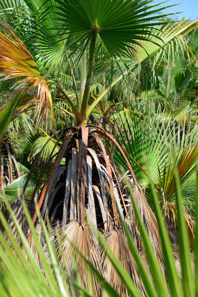 tropical flora, palm trees  - Foto, immagini