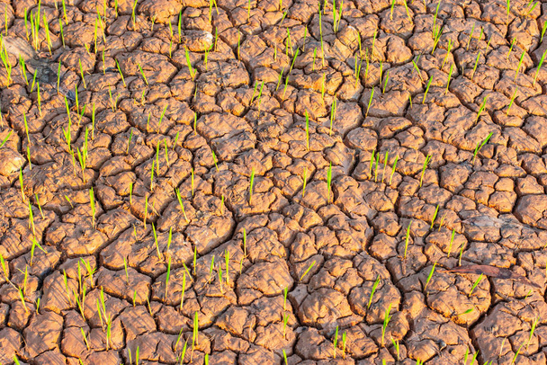 A terra foi destruída por causa da rápida escassez de água. Impacto do aquecimento global no Sudeste Asiático
 - Foto, Imagem