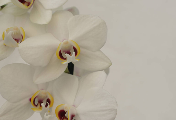 beautiful orchid flowers petals  - Foto, imagen
