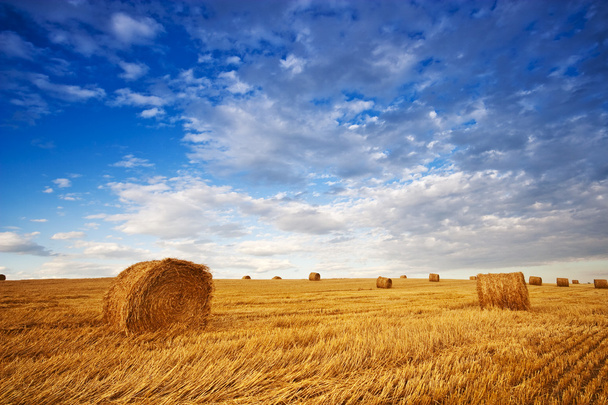 Farmers field full of hay bales - Foto, Bild