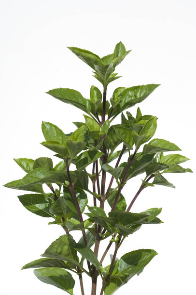 green leaves of plant on white background - Valokuva, kuva