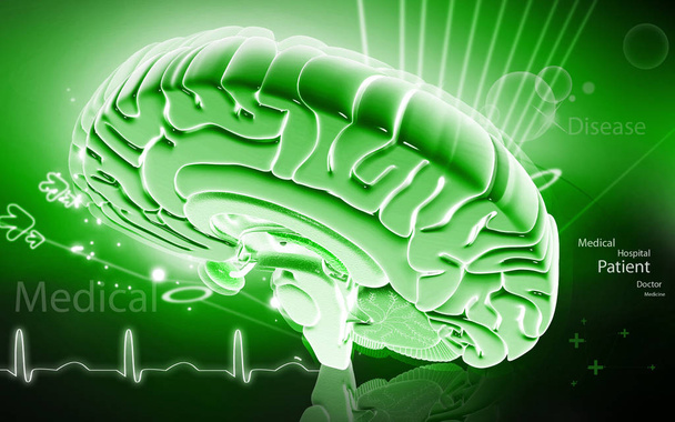 Digital illustration of  brain in colour  background 	 - Фото, изображение