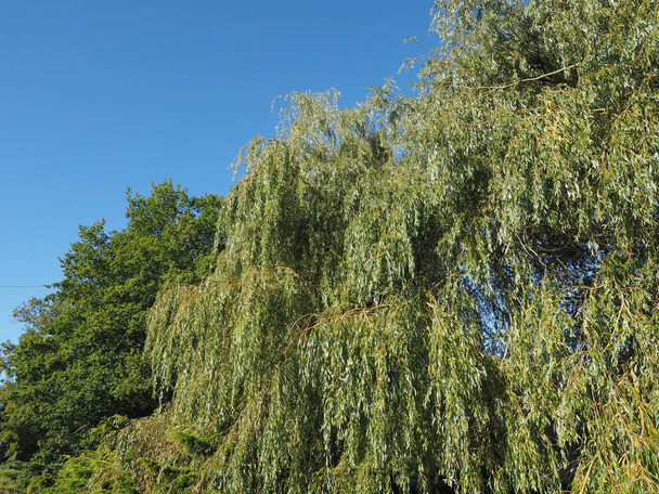 Weeping willow aka Salix babylonica or Babylon willow tree - 写真・画像