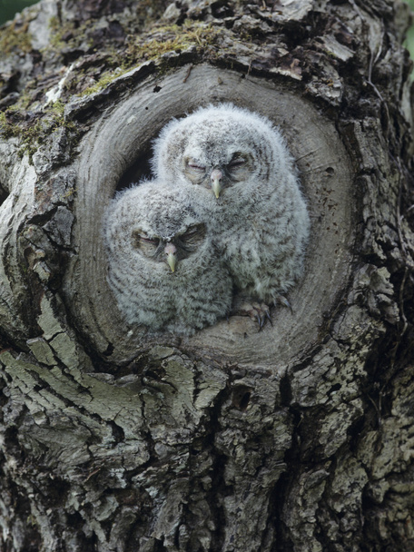  Owlets in Tree hole - Foto, afbeelding