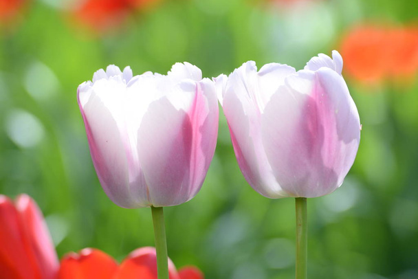 beautiful spring tulips petals, spring flowers - Foto, imagen