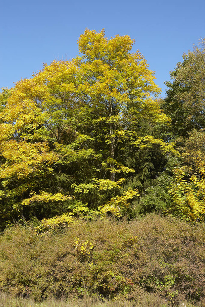 Autumn leaves foliage, flora in fall season  - Foto, Imagen